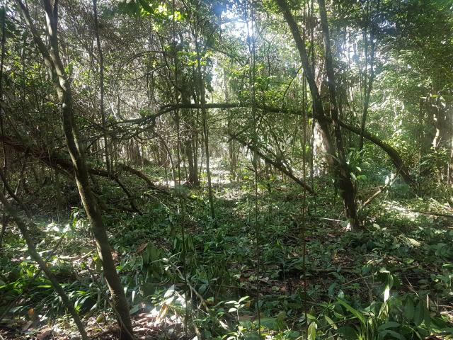 Terreno para formar Chácara - Foto 2