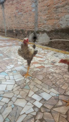 Frango e galinhas