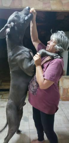 Filhotes de dogue alemão azul - Foto 5
