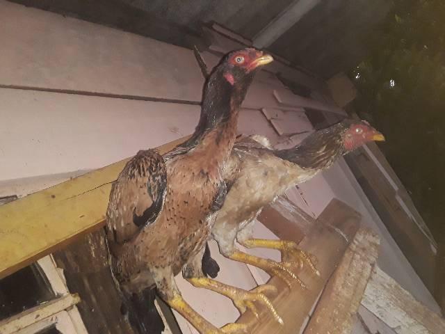 Vendo duas galinhas Índia boas de tirar raça