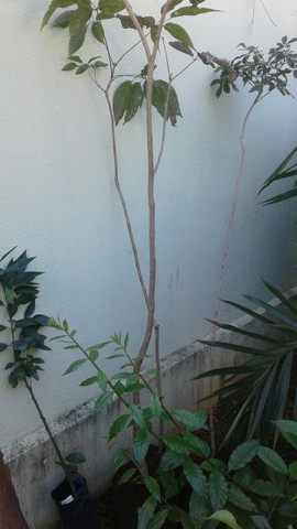 Ypê de 2mt.-limão taiti, galego, pokan, laranja com Frutos-Montamos pomar-grama-eucalipto - Foto 3