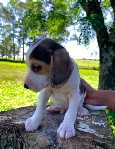 Beagle Filhote 45 dias  - Foto 2