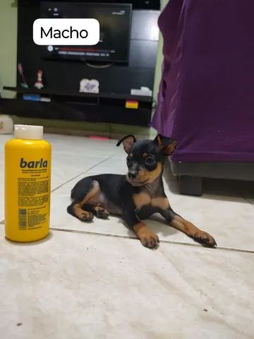 Vendo cachorro pinscher. - Foto 3