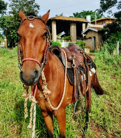 cavalo pulador Pantanal 