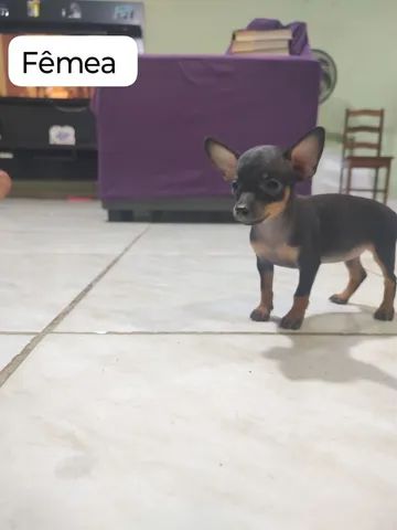 Vendo cachorro pinscher. - Foto 4