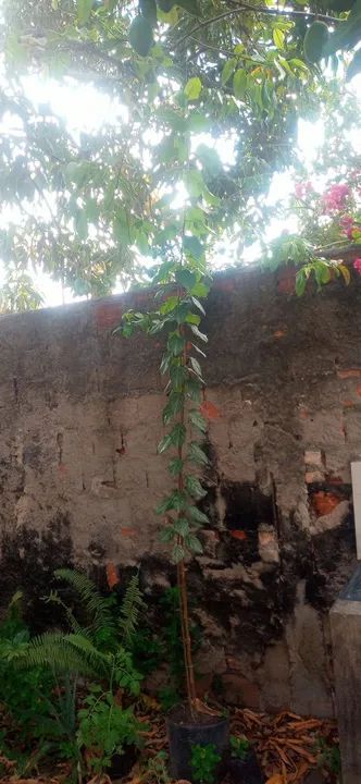 Muda de maça nacional vermelha