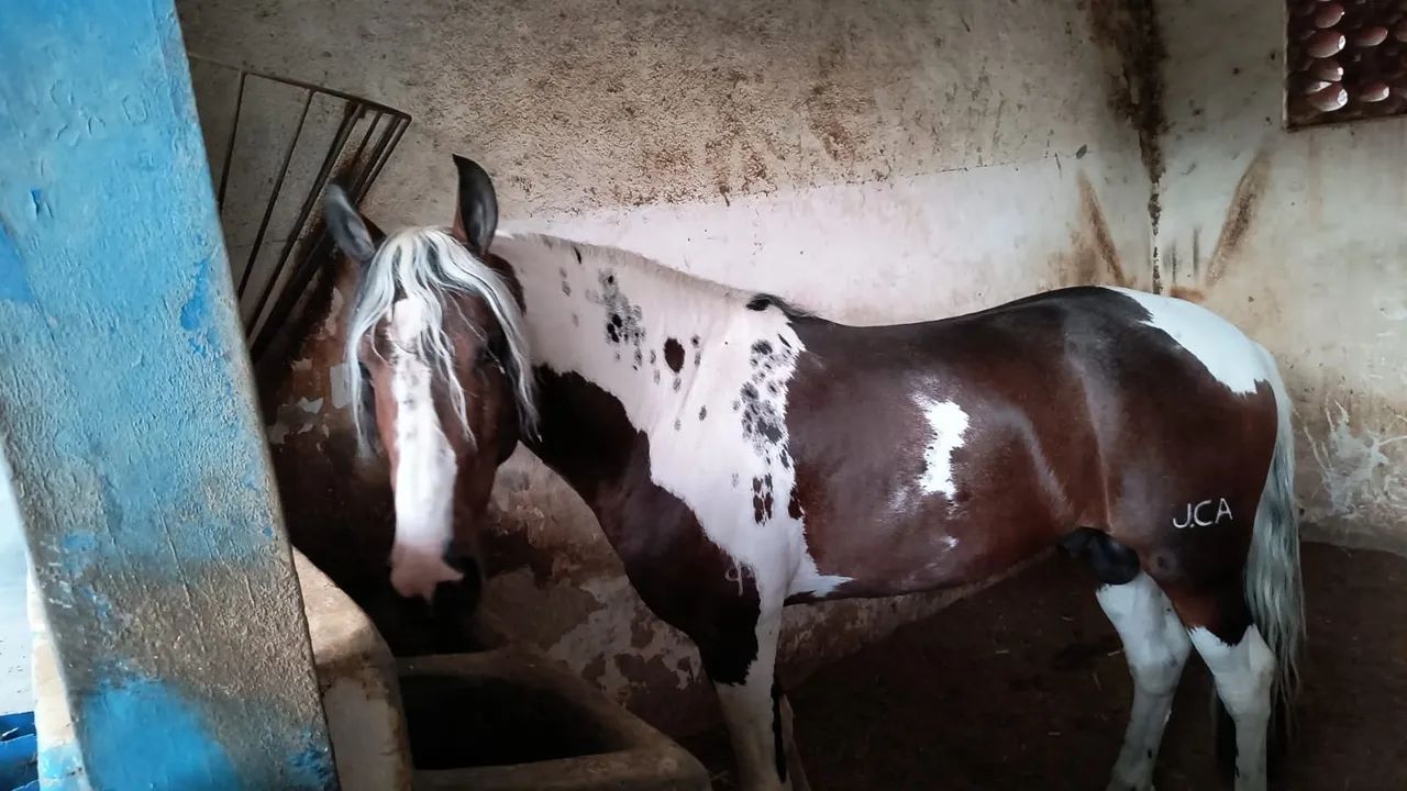 Égua mangalarga  - Foto 6