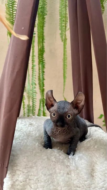 Fêmea Elf disponível @gatilgirotto - Foto 2