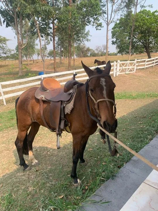 Égua mangalarga + potro 2.5 anos - Foto 3