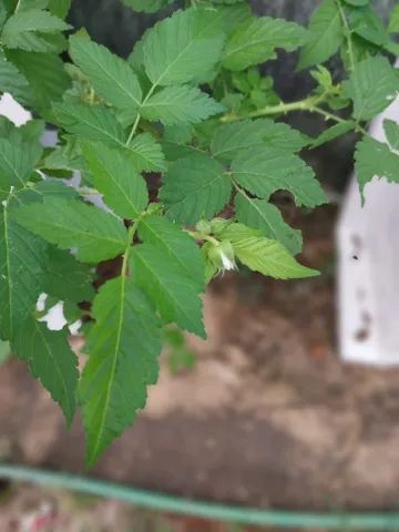 mudas de framboesa silvestre(vermelha) 60cm - Foto 4