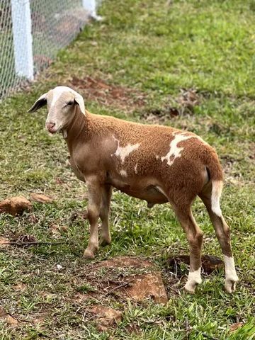 Borrego / Carneiro reprodutor Santa Inês puro - Foto 2
