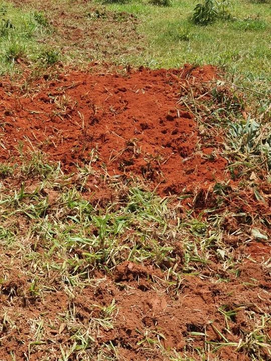 Fazenda dupla aptidão boa pra café ?  - Foto 4