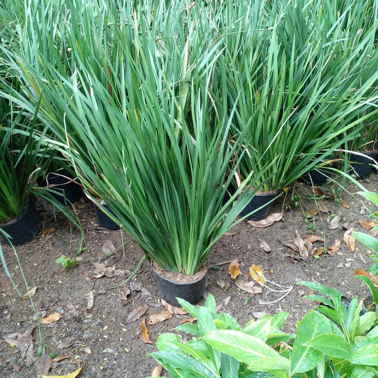 Mudas de Grama Ornamental