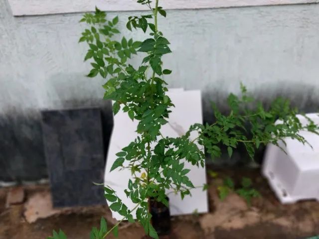 mudas de framboesa silvestre(vermelha) 60cm - Foto 2