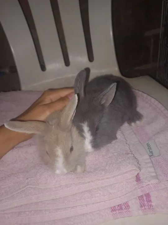Vendo filhote de coelho  - Foto 4