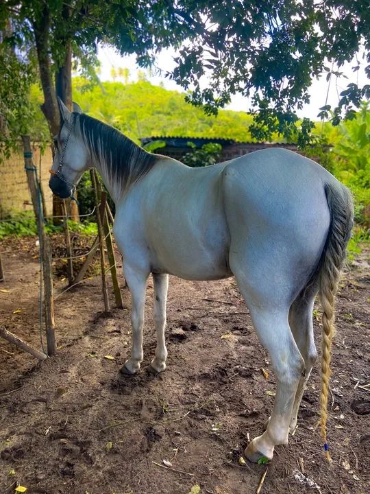 Cavalo Manga Larga. - Foto 5