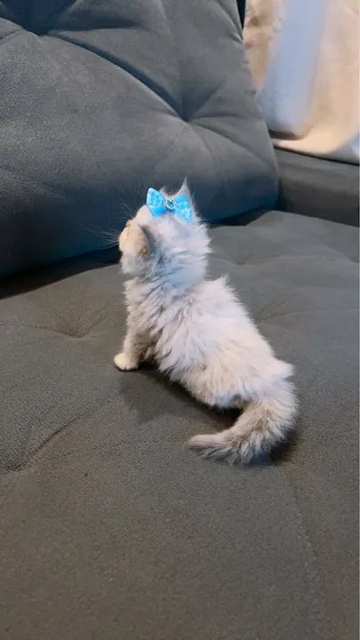 Filhote de Gato Persa - Foto 4