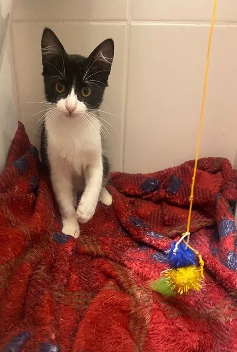 Gatinhos para adoção amorosa e responsável 