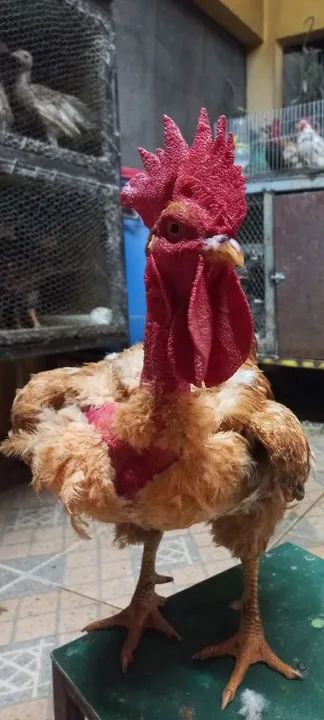 TERNO DE LABEL ROUGE ADULTO - Foto 3