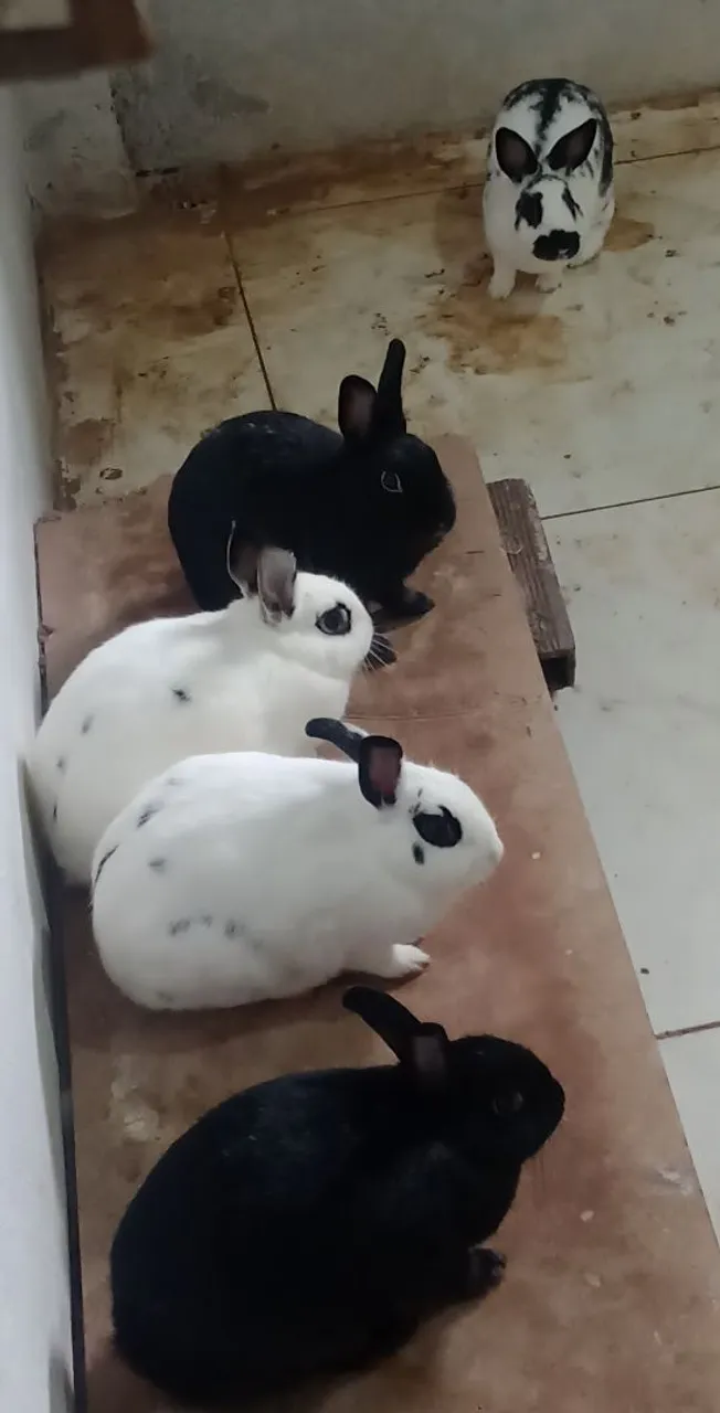 Mine Coelhos Filhotes e Adultos Disponível