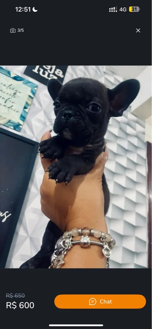 Buldogue francês