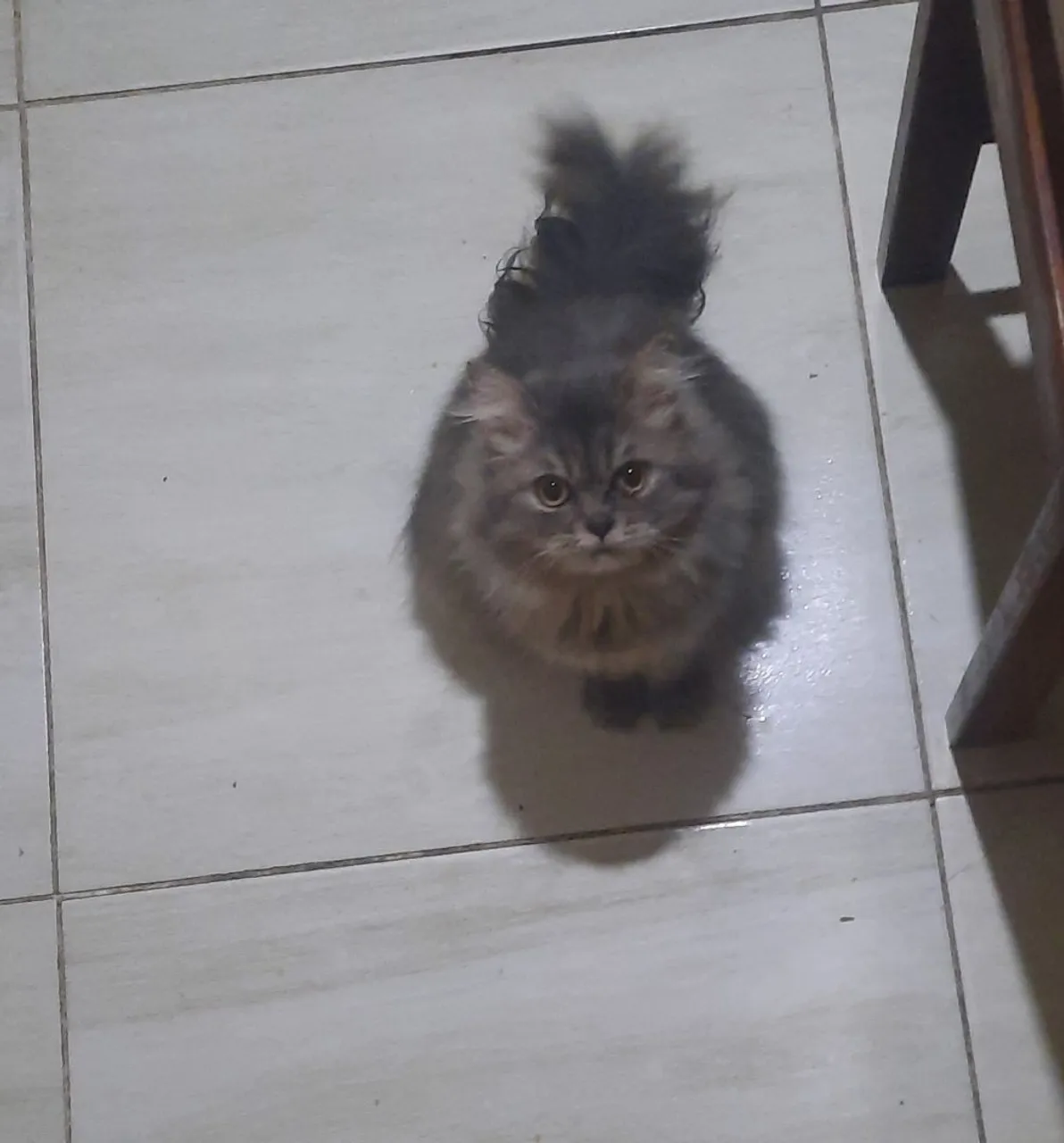 Gatinho Persa Cinza Peludo - Filhote Fofo