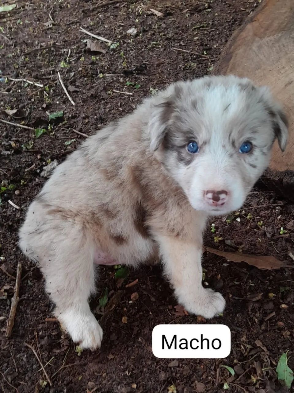 Border Collie Red Merle e Chocolate macho e fêmea 