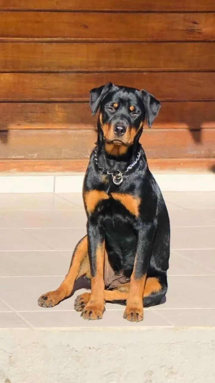 Caieiras Kennel - Filhotes incríveis, a pronta entrega rápida e segura