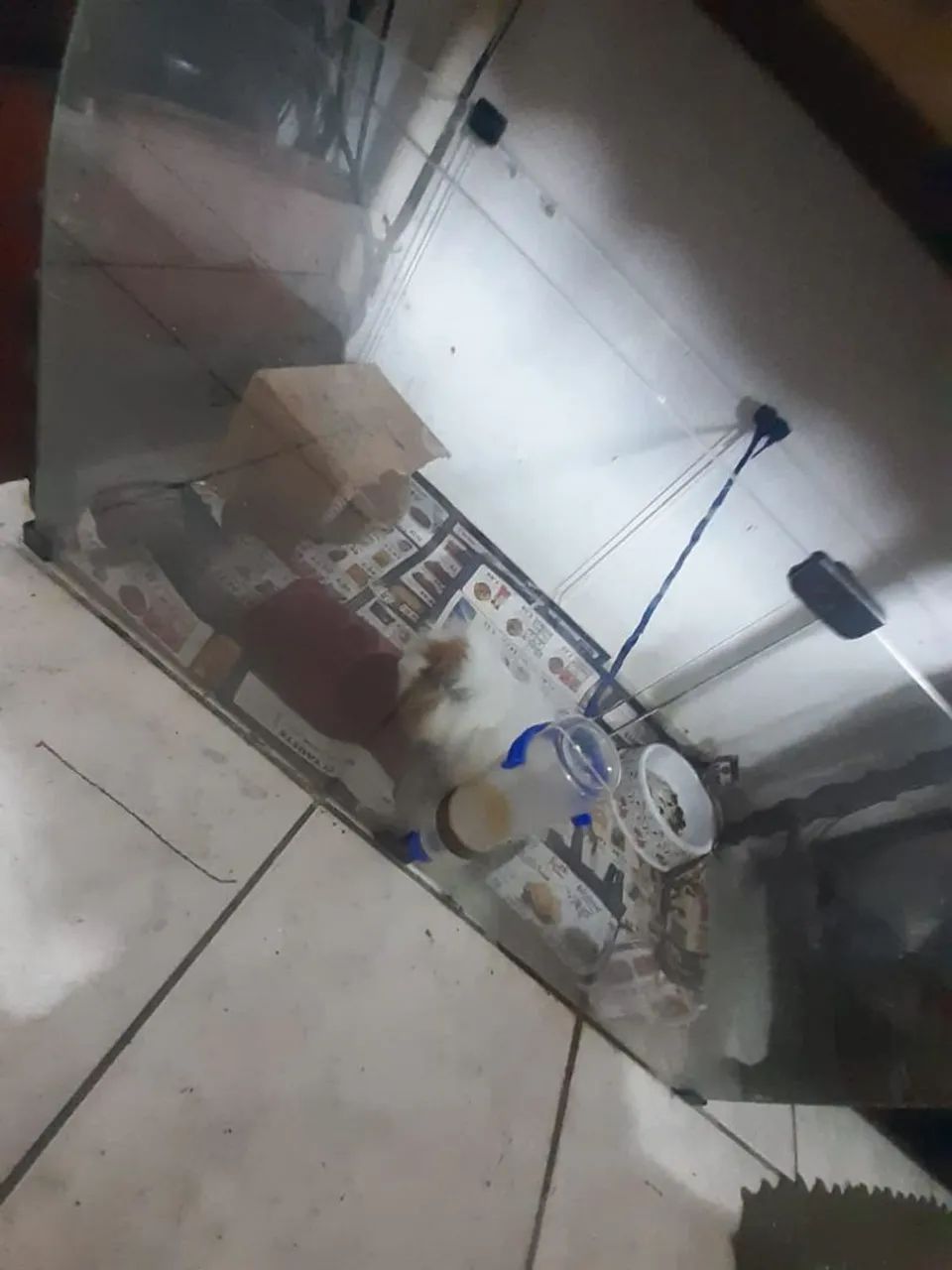 Porquinho da india branco e marron 5 messes de vida casa de vidro para roedores 1 metro  - Foto 5
