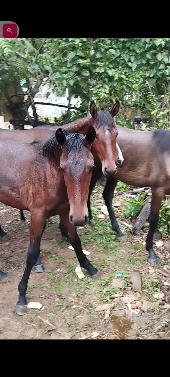 Poltras manga larga pura