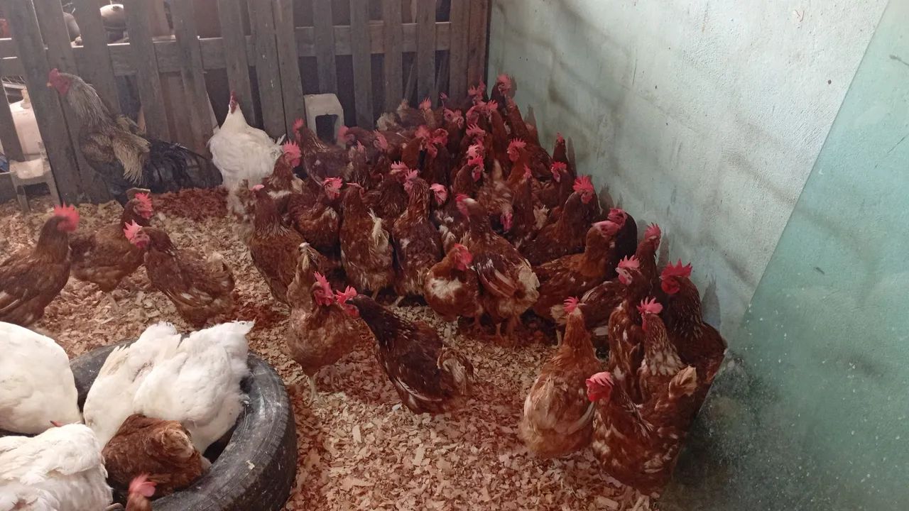 Galinhas atacarejo 25 reais 