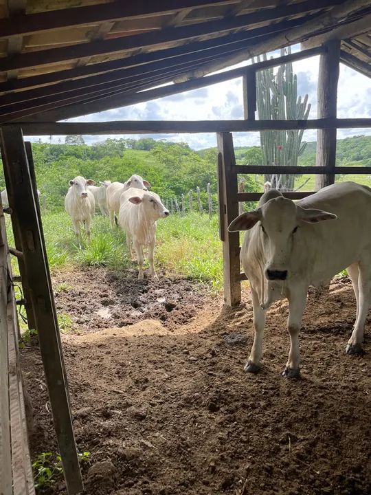 21 novilhas a venda Nelore 