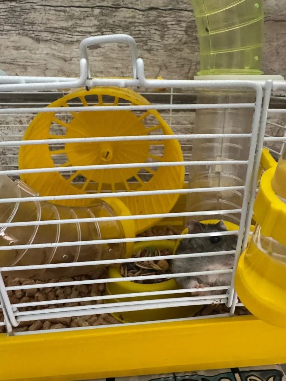 Hamster Anão Filhote - Foto 2