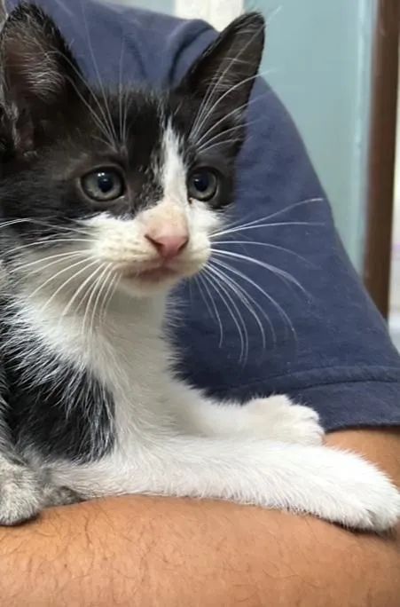 Lindos filhotes, ADOÇÃO! - Foto 2