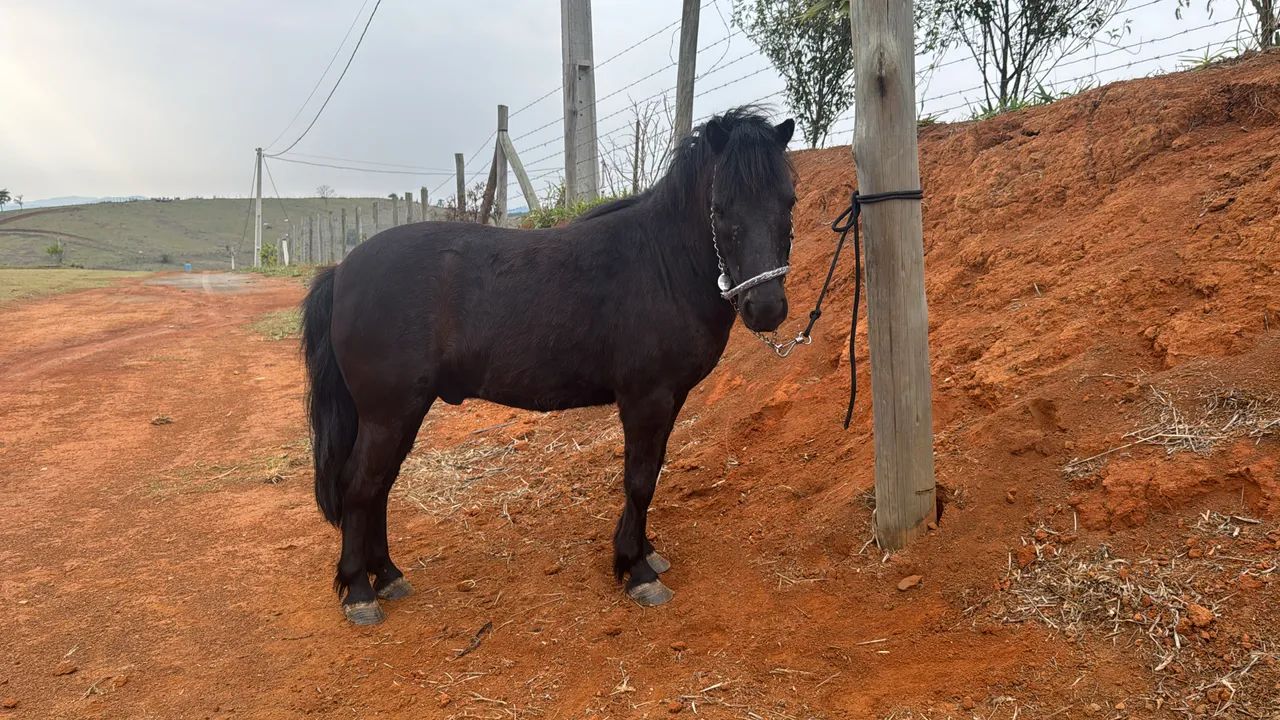 Pônei preto 