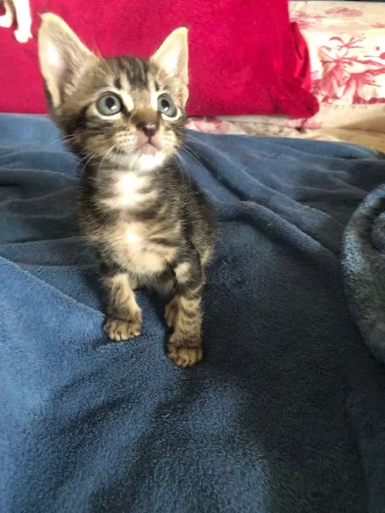 Tigradinho lindo disponível para adoção responsável  - Foto 2
