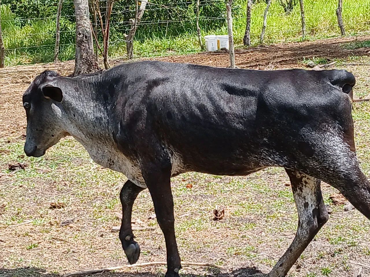 2  novilhas  girolanda  - Foto 3