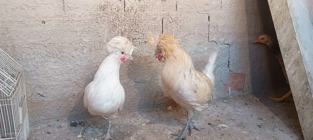Casal de galinhas polonesas