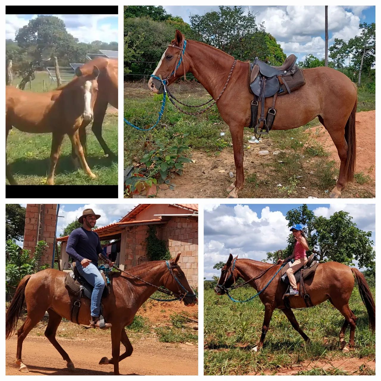 Égua, potro e cavalo para venda! 