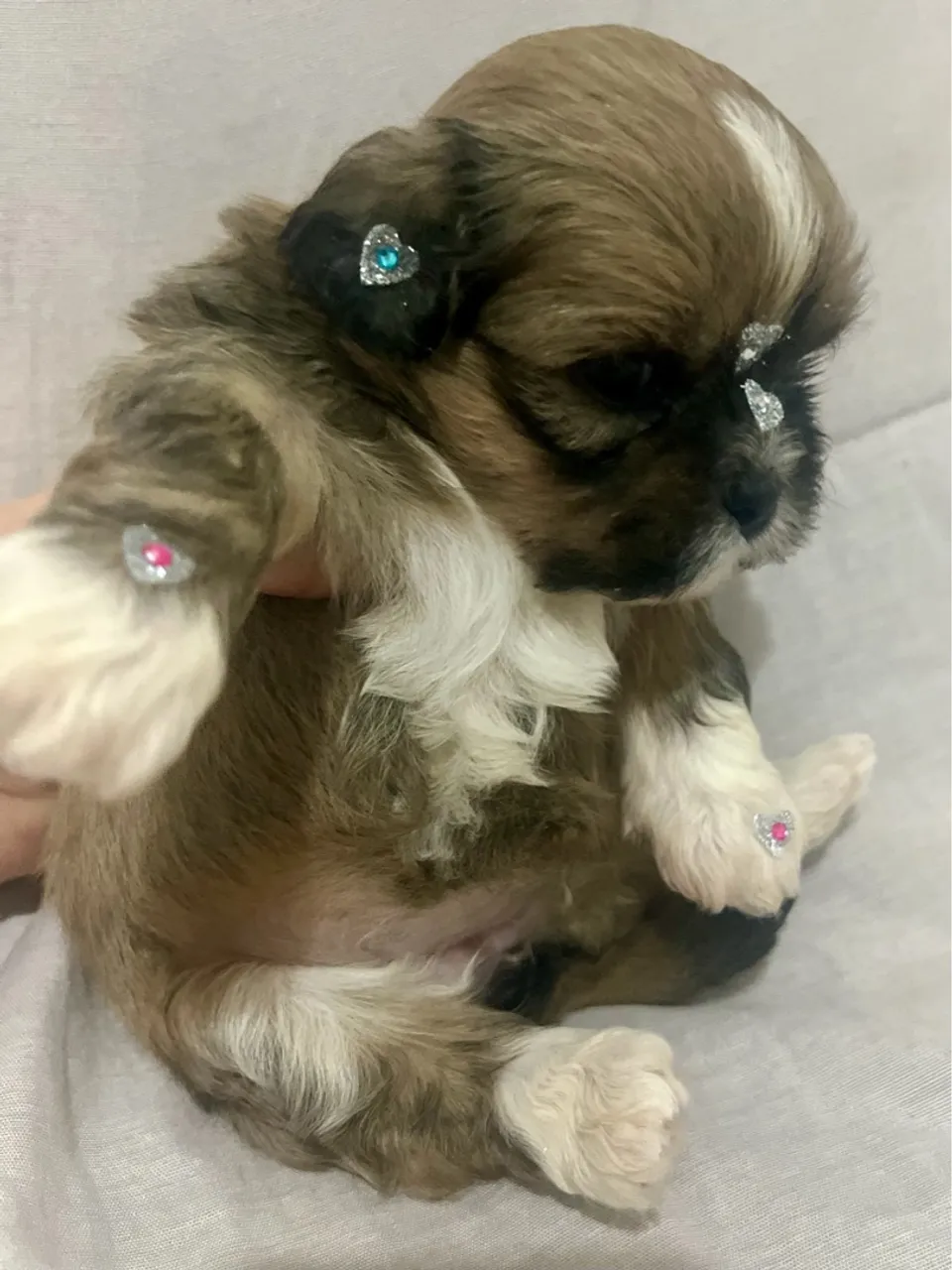 Shih Tzu