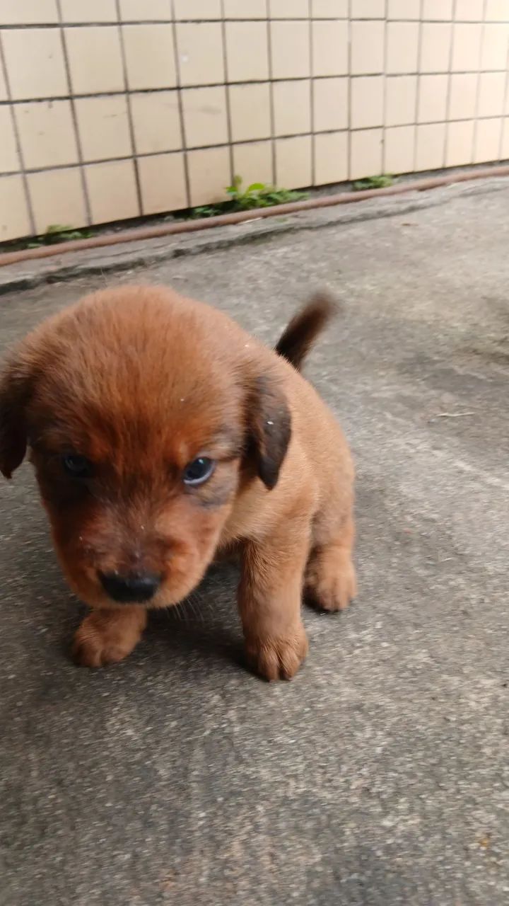 Doação Responsável . Estou doando esses filhotes pois moro de aluguel e não  posso  ficar. - Foto 5