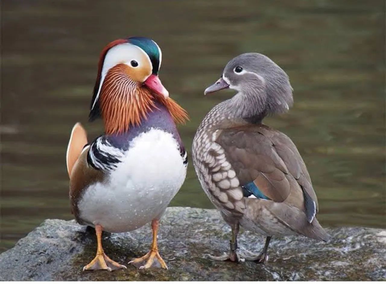 Marreco Mandarim - Casal - Foto 3