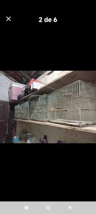 Gaiolas para pássaros - Foto 4