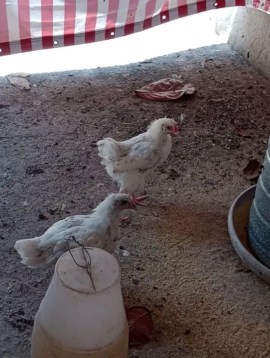 10Pintos de Galinha Caipira - R$ 15,00 cada - Foto 2