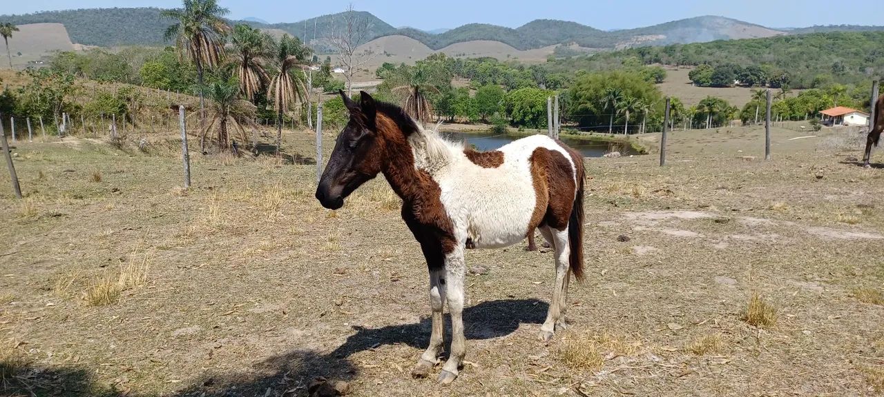 Potros e potra Mangalarga Marchador  - Foto 5