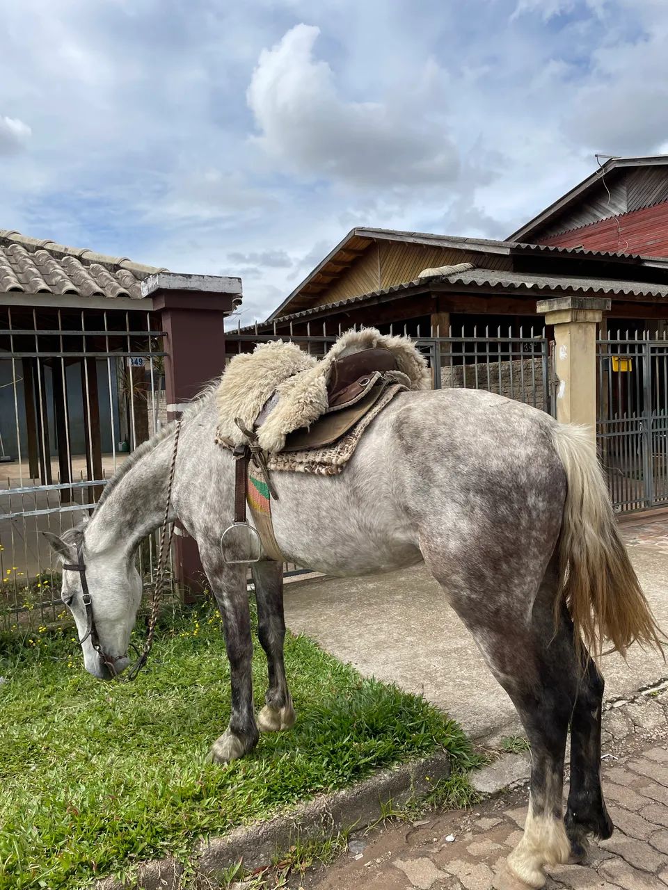 Cavalo tordilho negro  - Foto 2