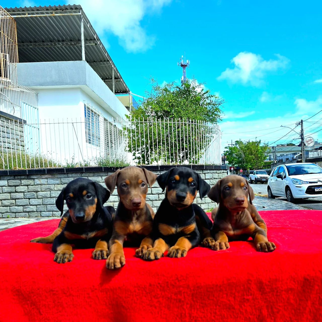 Filhotes FÊMEAS de Doberman CHOCOLATE