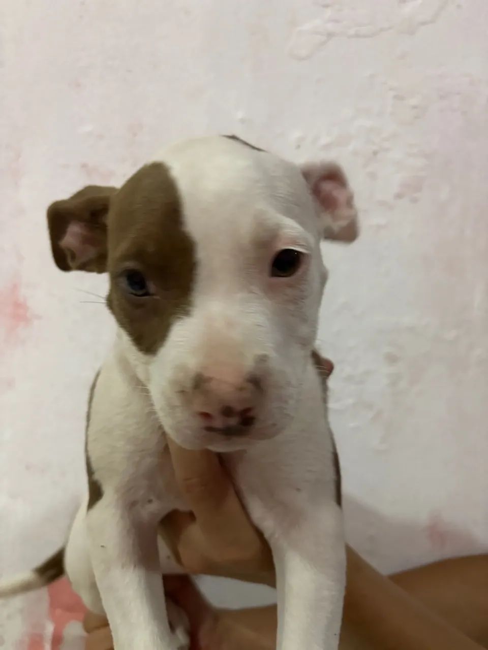 Filhote Pitbull - Foto 3