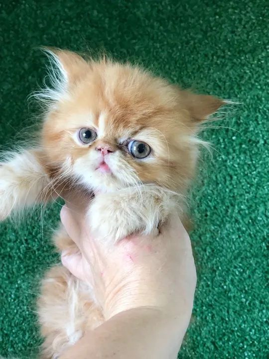 Gatinho persa lindo e dócil