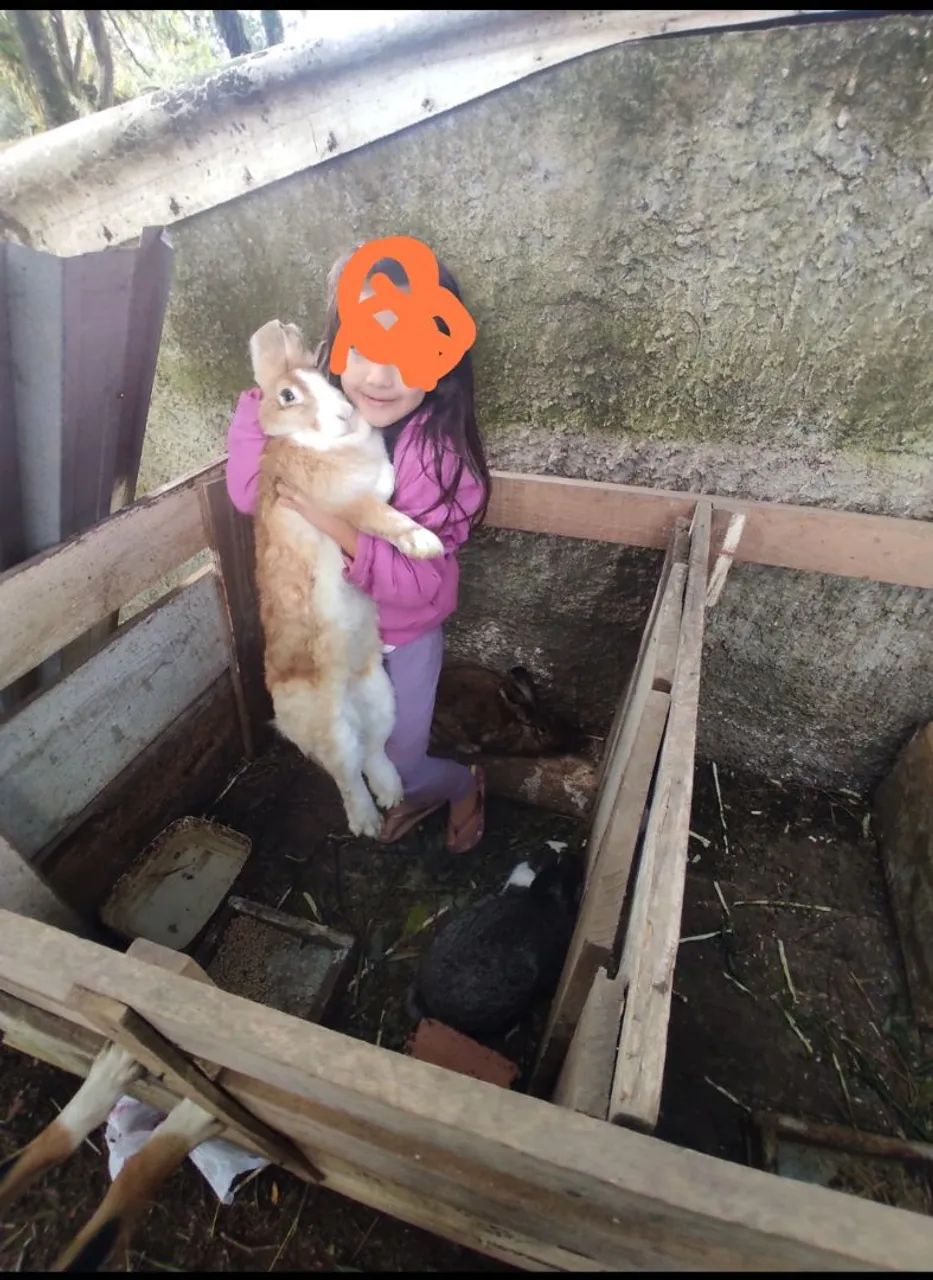 Coelhos filhotes gigante de flandres  - Foto 2